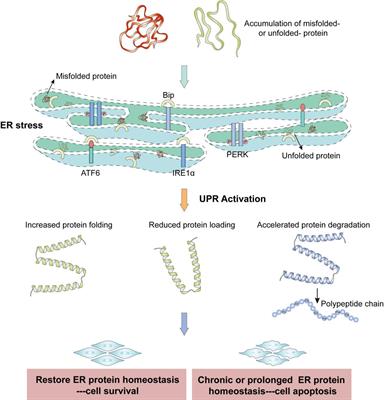 Interactions between endoplasmic reticulum stress and extracellular vesicles in multiple diseases